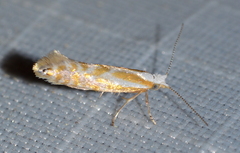 Argyresthia canadensis