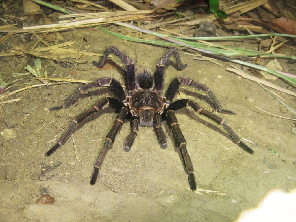 Hispaniolan Giant Tarantula from Marbial, Haiti on October 8, 2014 at ...