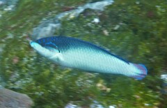 Anampses neoguinaicus