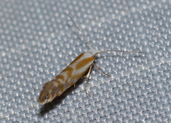 Argyresthia canadensis