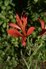Alstroemeria ligtu