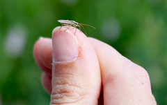 Leptopterna dolabrata