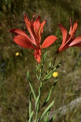 Alstroemeria ligtu