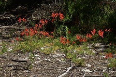 Alstroemeria ligtu