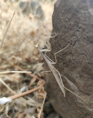 Coptopteryx gayi