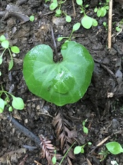 Cardamine californica