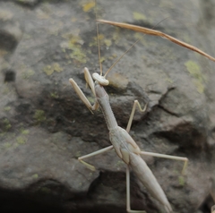 Coptopteryx gayi