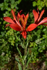 Alstroemeria ligtu