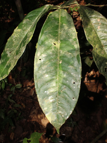 Eschweilera biflava