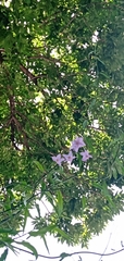 Solanum amygdalifolium