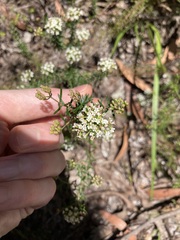 Platysace ericoides