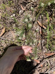 Platysace ericoides