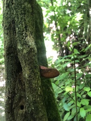 Auricularia cornea