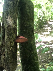 Auricularia cornea