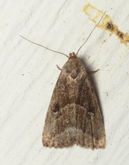 Hypenodes caducus