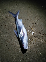 Bagre marinus