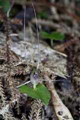 Corybas acuminatus