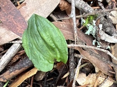 Calypso bulbosa occidentalis