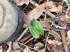 Calypso bulbosa occidentalis