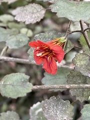 Rhabdothamnus solandri