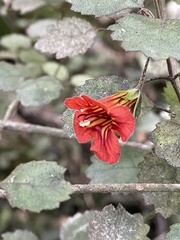 Rhabdothamnus solandri