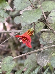 Rhabdothamnus solandri