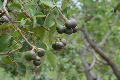 Caryocar brasiliense