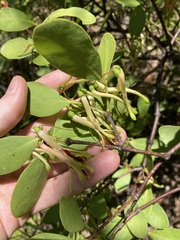 Muellerina celastroides