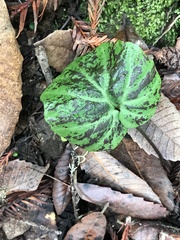 Cardamine californica