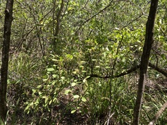 Muellerina celastroides