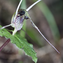 Corybas acuminatus