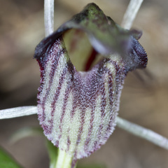 Corybas acuminatus