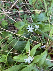 Tripladenia cunninghamii
