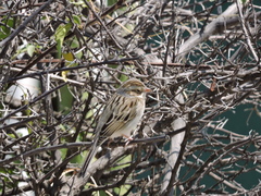 Spizella pallida