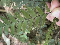 Adiantum fulvum