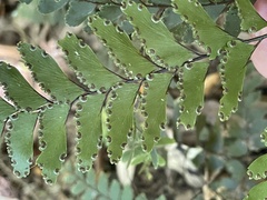 Adiantum fulvum