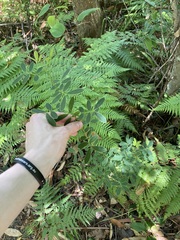 Senna pendula glabrata