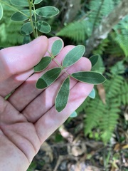 Senna pendula glabrata