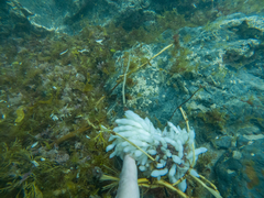 Sepioteuthis australis