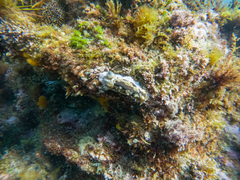 Dendrodoris krusensternii