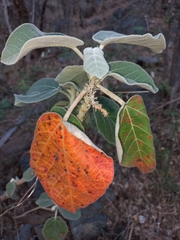 Croton suberosus