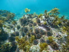 Evechinus chloroticus