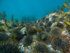 Evechinus chloroticus