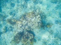Evechinus chloroticus