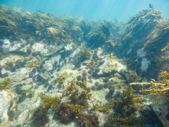 Evechinus chloroticus