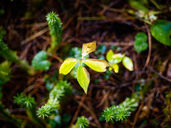 Medeola virginiana