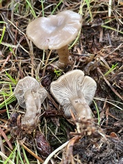 Clitocybe brunneoceracea