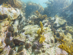 Evechinus chloroticus