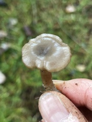 Clitocybe brunneoceracea
