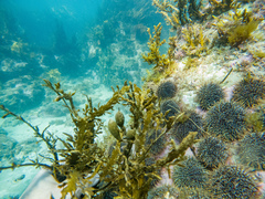 Evechinus chloroticus